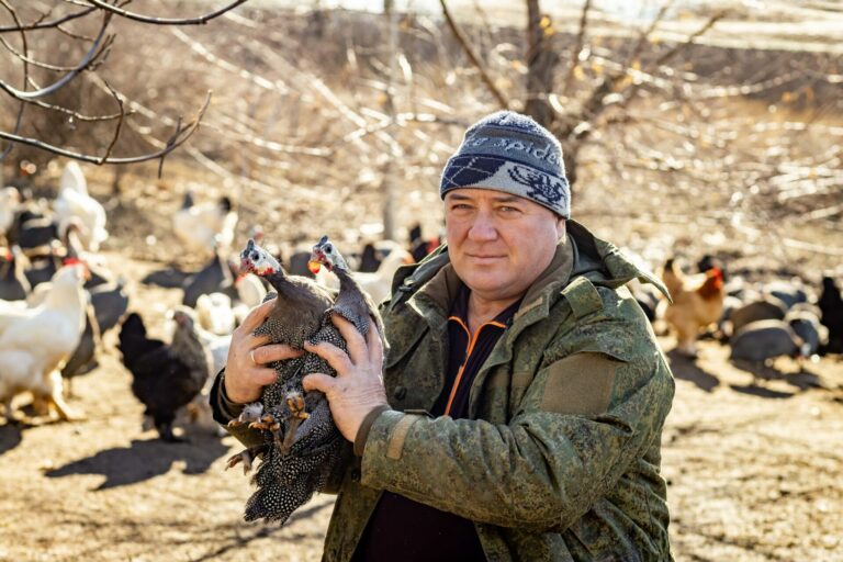 Цесарка – полудомашняя, полудикая