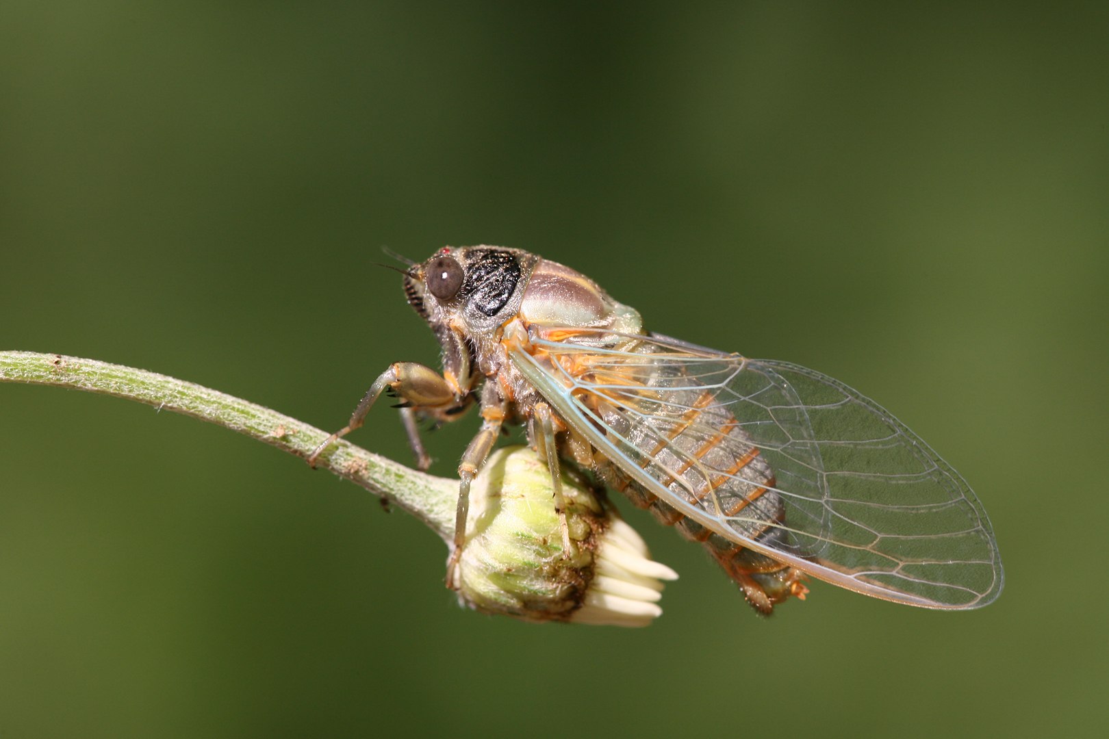 1640534151_7-pofoto-club-p-ptitsa-tsikada-foto-13