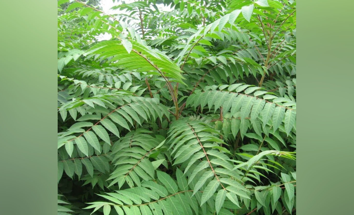 Чернокнижники фото из открытых источников копия