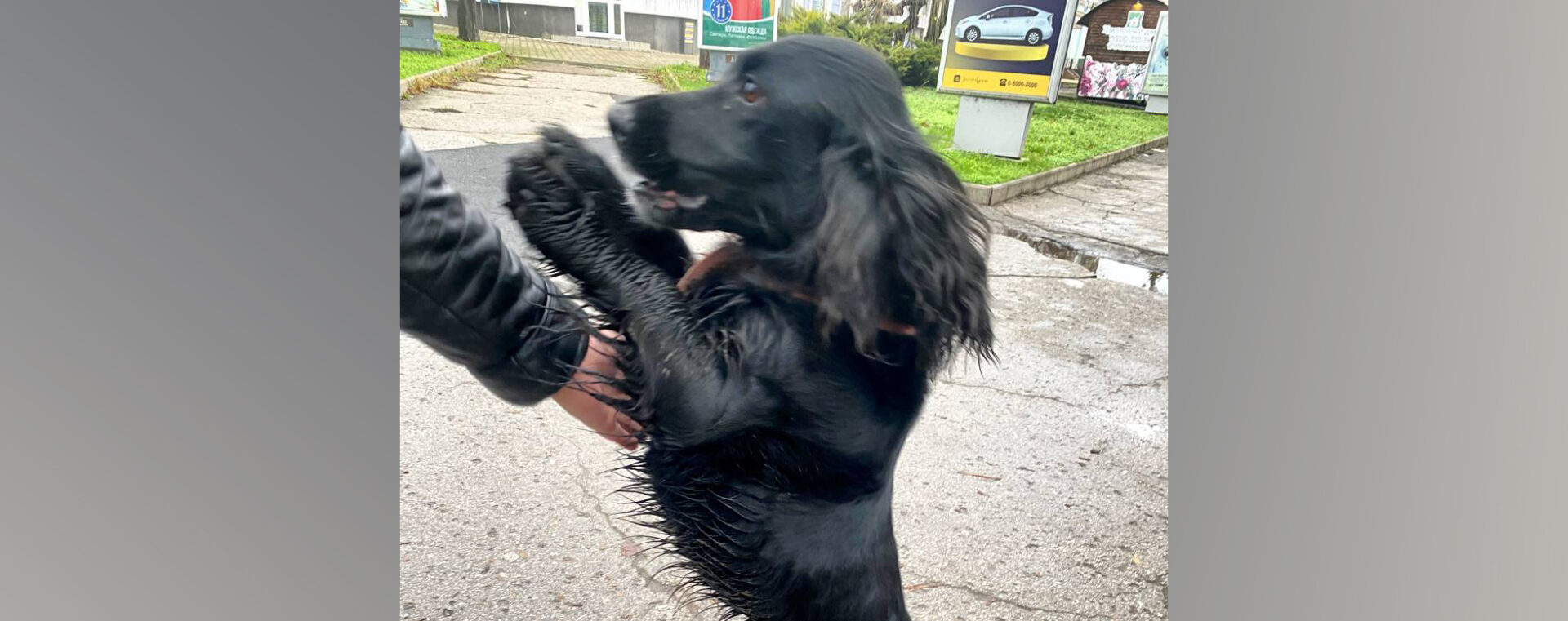 Приключения чёрного спаниеля фото Марины Лицуковой копия